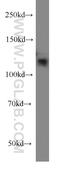 CASC3 Exon Junction Complex Subunit antibody, 18047-1-AP, Proteintech Group, Western Blot image 