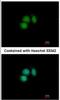 CUGBP Elav-Like Family Member 2 antibody, NBP2-16035, Novus Biologicals, Immunocytochemistry image 