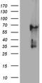 Keratin, type II cuticular Hb4 antibody, LS-C792699, Lifespan Biosciences, Western Blot image 