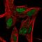 RAR Related Orphan Receptor B antibody, HPA008393, Atlas Antibodies, Immunofluorescence image 