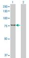 Kelch Like Family Member 4 antibody, H00056062-D01P, Novus Biologicals, Western Blot image 