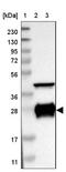 DnaJ Heat Shock Protein Family (Hsp40) Member C5 antibody, NBP1-87974, Novus Biologicals, Western Blot image 