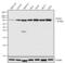 Interleukin 1 Receptor Associated Kinase 1 antibody, 700025, Invitrogen Antibodies, Western Blot image 
