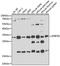 Endoplasmic Reticulum Protein 29 antibody, A03621, Boster Biological Technology, Western Blot image 