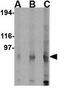  antibody, GTX85045, GeneTex, Western Blot image 