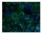 Protocadherin 1 antibody, NBP1-59209, Novus Biologicals, Immunofluorescence image 