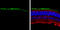 G Protein Subunit Alpha Transducin 1 antibody, GTX105960, GeneTex, Immunohistochemistry frozen image 