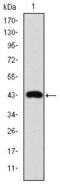 Jun Proto-Oncogene, AP-1 Transcription Factor Subunit antibody, GTX60485, GeneTex, Western Blot image 