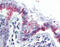 Glucosaminyl (N-Acetyl) Transferase 3, Mucin Type antibody, TA341258, Origene, Immunohistochemistry paraffin image 