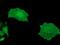 MOB Kinase Activator 3B antibody, GTX84092, GeneTex, Immunocytochemistry image 