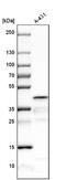 Spermine Synthase antibody, NBP1-87813, Novus Biologicals, Western Blot image 
