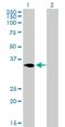 Nascent polypeptide-associated complex subunit alpha antibody, H00004666-B01P, Novus Biologicals, Western Blot image 