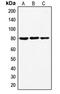 Ezrin antibody, MBS821833, MyBioSource, Western Blot image 