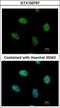 Nuclear Receptor Subfamily 4 Group A Member 1 antibody, GTX100797, GeneTex, Immunocytochemistry image 