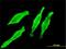 Myosin Light Chain 2 antibody, H00004633-M01, Novus Biologicals, Immunofluorescence image 