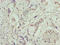 Transmembrane Protein 53 antibody, LS-C394861, Lifespan Biosciences, Immunohistochemistry paraffin image 