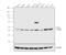 Protein Wnt-11 antibody, PA5-21712, Invitrogen Antibodies, Western Blot image 