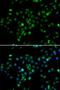 RB Binding Protein 6, Ubiquitin Ligase antibody, PA5-77083, Invitrogen Antibodies, Immunofluorescence image 