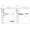 ST13 Hsp70 Interacting Protein antibody, NBP2-47427, Novus Biologicals, Western Blot image 