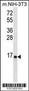 Ribosomal Protein L23 antibody, 56-516, ProSci, Western Blot image 