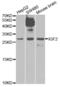 Insulin Like Growth Factor 2 antibody, abx001698, Abbexa, Western Blot image 