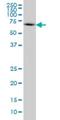 WASP Like Actin Nucleation Promoting Factor antibody, H00008976-M04, Novus Biologicals, Western Blot image 