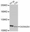 Calcium Voltage-Gated Channel Auxiliary Subunit Alpha2delta 4 antibody, STJ114098, St John