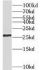 Tescalcin antibody, FNab08601, FineTest, Western Blot image 