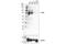 MYB Proto-Oncogene, Transcription Factor antibody, 59995S, Cell Signaling Technology, Western Blot image 