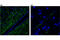 Proopiomelanocortin antibody, 23499S, Cell Signaling Technology, Immunofluorescence image 
