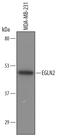 Egl-9 Family Hypoxia Inducible Factor 2 antibody, AF6394, R&D Systems, Western Blot image 