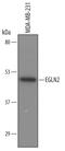 Egl-9 Family Hypoxia Inducible Factor 2 antibody, AF6394, R&D Systems, Western Blot image 