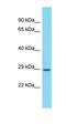 Olfactory receptor 872 antibody, orb326643, Biorbyt, Western Blot image 