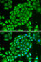 T Cell Leukemia/Lymphoma 1A antibody, 13-226, ProSci, Immunofluorescence image 