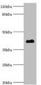 Histone Deacetylase 8 antibody, orb352729, Biorbyt, Western Blot image 