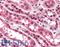 Zinc Finger Protein 292 antibody, LS-B3099, Lifespan Biosciences, Immunohistochemistry frozen image 