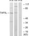 TATA-Box Binding Protein Associated Factor 5 Like antibody, LS-C118714, Lifespan Biosciences, Western Blot image 