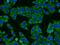 Heat Shock Protein Family A (Hsp70) Member 1 Like antibody, 13970-1-AP, Proteintech Group, Immunofluorescence image 