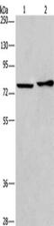 CD33 Molecule antibody, CSB-PA070366, Cusabio, Western Blot image 