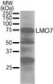 LIM Domain 7 antibody, NB100-1360, Novus Biologicals, Western Blot image 