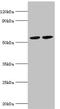 MutY DNA Glycosylase antibody, orb353537, Biorbyt, Western Blot image 