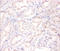 ADP Ribosylation Factor 4 antibody, A52593-100, Epigentek, Immunohistochemistry paraffin image 