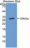 Thrombopoietin antibody, LS-C314416, Lifespan Biosciences, Western Blot image 