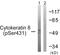 Keratin 8 antibody, PA5-38464, Invitrogen Antibodies, Western Blot image 