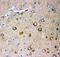 Glutamate Ionotropic Receptor AMPA Type Subunit 2 antibody, PA5-79326, Invitrogen Antibodies, Immunohistochemistry frozen image 