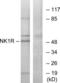 Tachykinin Receptor 1 antibody, LS-C120752, Lifespan Biosciences, Western Blot image 