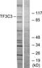 General Transcription Factor IIIC Subunit 3 antibody, TA314896, Origene, Western Blot image 