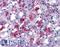 Calcium Release Activated Channel Regulator 2A antibody, LS-B5351, Lifespan Biosciences, Immunohistochemistry frozen image 