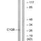 Complement C1q B Chain antibody, A04233, Boster Biological Technology, Western Blot image 