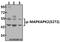 MAPK Activated Protein Kinase 2 antibody, A01193S272, Boster Biological Technology, Western Blot image 